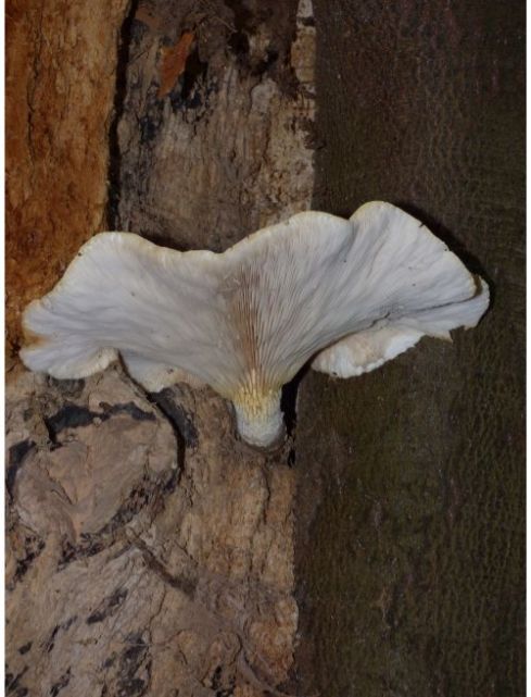 On a longitudinal beech wound showing the gilled surface and stipe in Epping Forest, UK.
